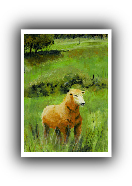 Sheep Basking in the Sun Print